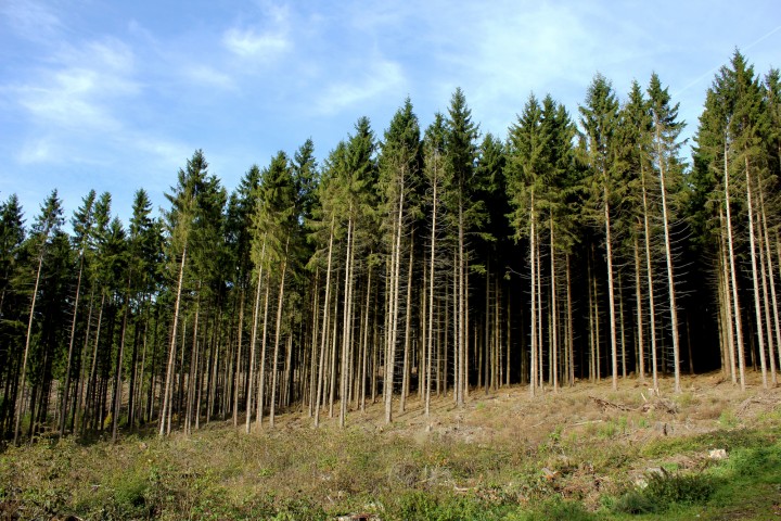 herfst