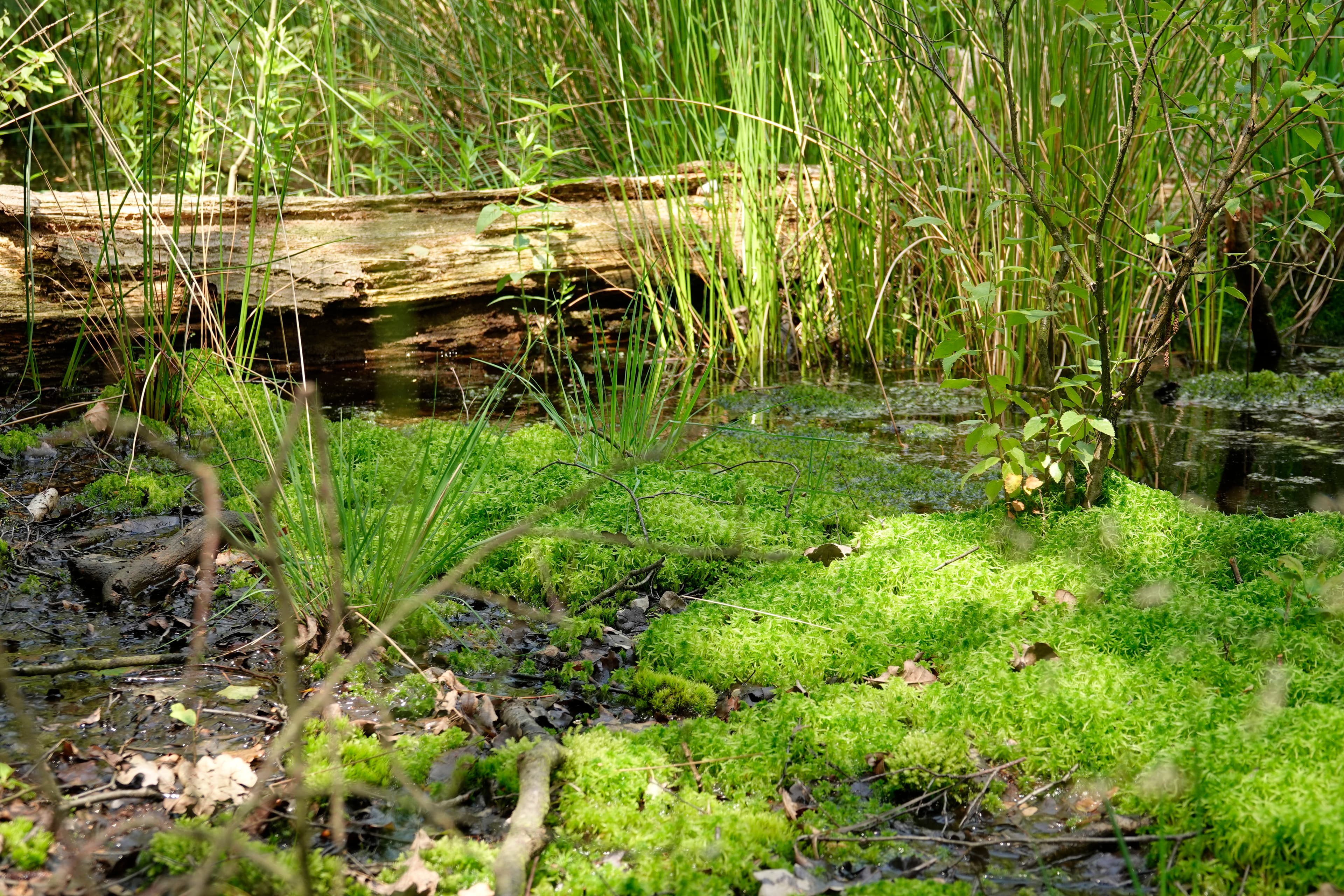New Tree Species for Climate-Resilient Forests in Flanders