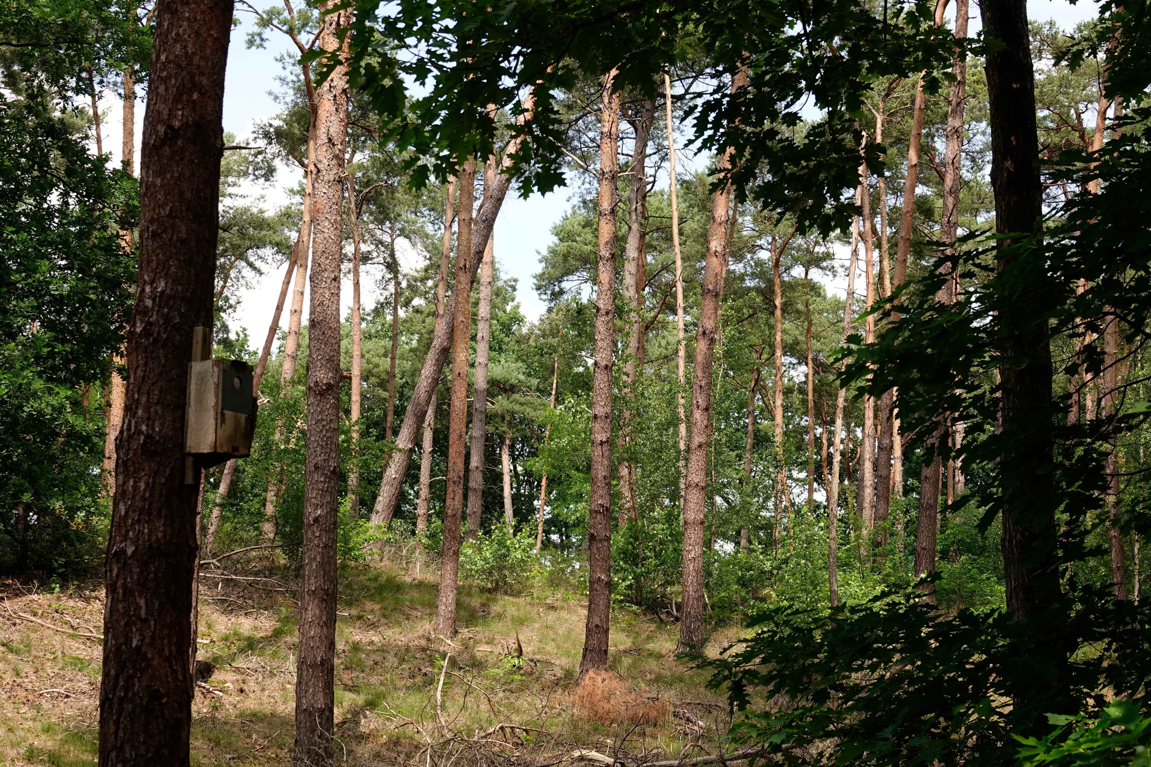 Feel Wood II: Samen voor klimaatbestendige bossen