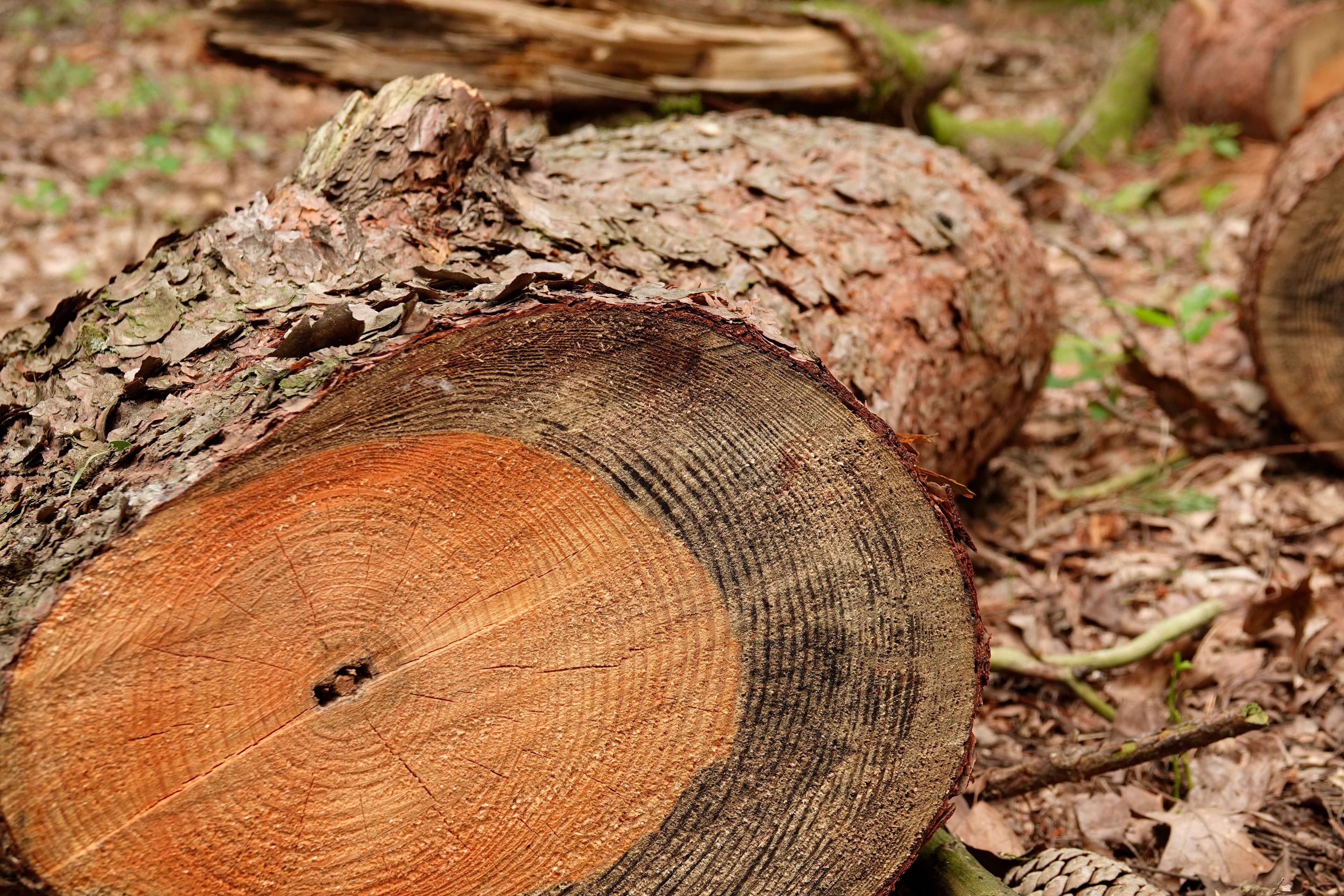 Forêt Pro Bos: Samen voor duurzaam bosbeheer en lokale houtketens