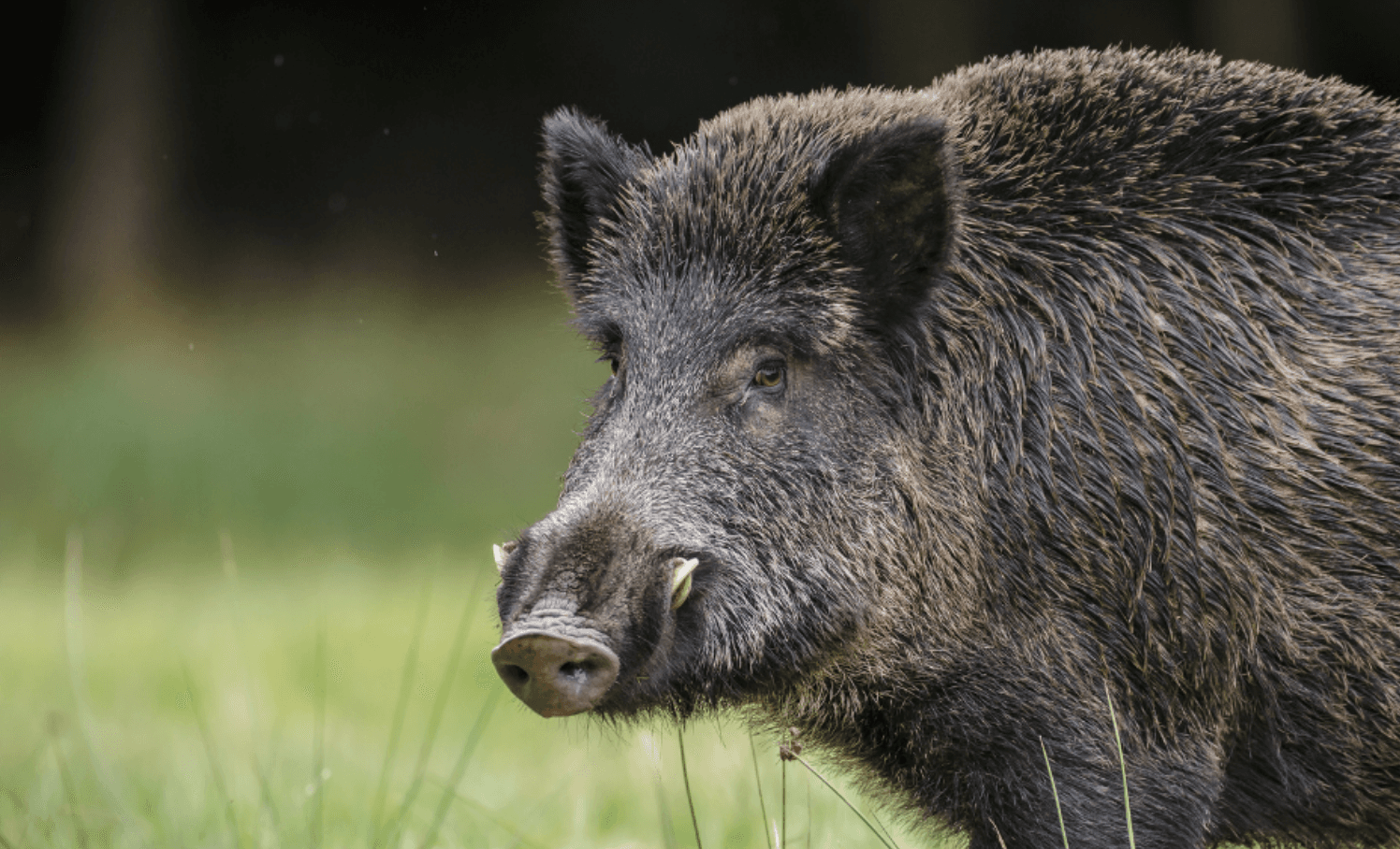 De groeiende everzwijnpopulatie in Europa